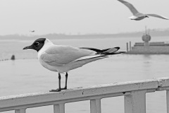 31_iP_20260418_0431-b