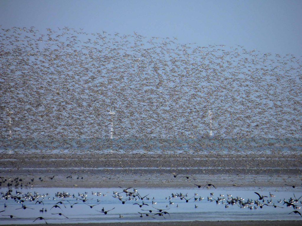 Arktischer Vogelzug